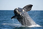 Southern Right Whale (Eubalaena australis). Península Valdés, Patagonia, Argentina