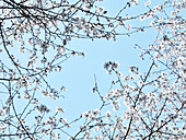 White Cherry blossoms on blue sky.