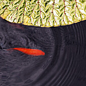 Orange colored goldfish near large lotus leaf, making waves.