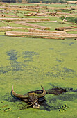 Water buffalo pulling teak planks. Kywezun, Ayeyarwady River. Mandalay, Myanmar