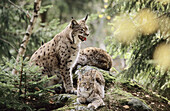 Family life of Lynxes (Lynx lynx), female with two young cubs