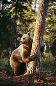 Brown bear (Ursus arctos). Spring. Standing up on the trunk of a pine. Pine forest of Carelia near the Russian border. Finland.