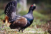 Capercaillie (Tetrao urogallus) displaying. Spring. Pine forest near Oulo. Finland.