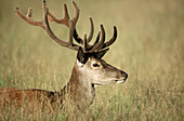 Red deer (Cervus elaphus). Stag, velvet on antlers/horns grassland. Rhön mountains. Lower Mountain Ranges. Germany.