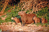 Capybara (Hydrochaeris hydrochaeris) mother with cubs. River bank, Piquirri river. Pantanal near Porto Joffre. Mato Grosso. Brazil.