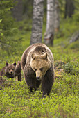 Brown Bear (Ursos arctos), female with cubs, pine forest with birches, Carelia, Finland.