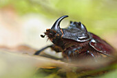 Rhinoceros beetle (Oryctes nasicornis). Oak forest, Franconia, Germany