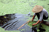 Woman working in field, Bac Ha. Vietnam