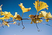 Vineyard in autumn