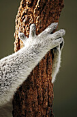 Hands and arms of a koala bear gripping a eucalyptus tree at Sydney Wildlife World, Darling Harbour, Sydney, New South Wales, Australia