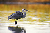 Grey heron in a small pond waiting for a fish