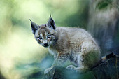 Cub of the Nordic Lynx in an Animalpark.
