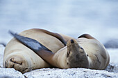 Two Sea-Lions sleeping on the beach, Galapagos. Ecuador