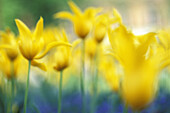 Yellow tulips in the Botanic garden of Frankfurt. Germany