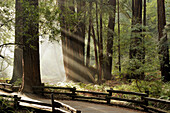 Muir Woods National Monument. California. USA