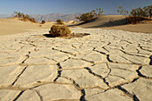 Cracked mud, Stovepipe Wells. Death Valley National Park. Inyo county. California. USA