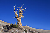 Bristlecone pine (Pinus longaeva). Sierra Nevada Mountains, California. USA