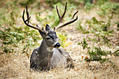 Deer. Yosemite National Park. California. USA