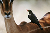 Red-billed Oxpecker (Buphagus erythrorhynchus) on Impala