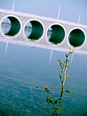 Small branch of a bush sticking out of a river banks. Arched bridge can be seen in the background. Photo taken in Shijiazhuang, Hebei, China