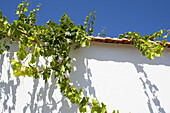 House wall and climbing vine, Jérez del Marquesado. Granada province, Andalusia. Spain