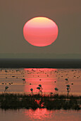 Evening in Doñana National Park. Huelva province, Andalusia, Spain