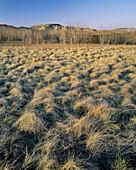 Grasses in Spring, Dry Island Buffalo Jump Provincial Park, Alberta, Canada