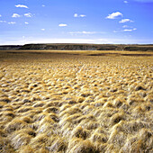 Grasses and Afternoon Sky at Dry Island Buffalo Jump Provincial Park, Alberta, Canada.