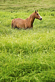 Horse standing in grass.