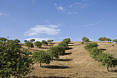 Landscape of Algarve, Portugal