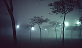 Blurred trees in night fog. Park in front of Barceloneta beach. Barcelona. Catalonia. Spain.