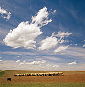 Shepherding. Guadalajara province. Spain.