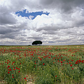 Ciudad Real. Castilla La Mancha. Spain.