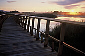 Tablas de Daimiel National Park. Ciudad Real province, Castilla-La Mancha, Spain