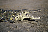 Crocodile, Chobe National Park. Botswana
