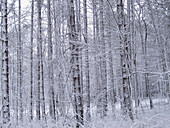 A beautiful scene of trees immediately after snow fall