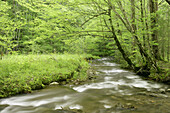 An unnamed creek flows beneath a canopy of green in the Greenbrier area of Great Smoky Mountains National Park, Tennessee, USA.