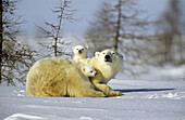 Polar bear with two three month old cubs (Ursus maritimus), Wapusk National Park. Churchill, Manitoba, Canada