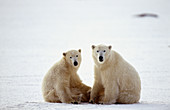 Two subadult polar bears sitting on ice (Ursus maritimus). Churchill, Manitoba, Canada