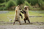 Two Grizzly cubs play figthing (Ursus arctos horribilis). Brooks river, Katmai National Park, Alaska, USA