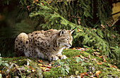 Lynx female (Lynx lynx) captive. Bayerischer Wald Nationalpark, Germany