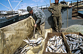 Fishermen discharging Omoul fish at harbour on Baikal lake, Siberia, Russia