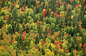 Autumn tree canopy, Foret des Laurentides, Quebec, Canada