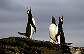 Three Gentoo penguins displaying (Pygoscelis papua), Kerguelen Island, sub-antarctic