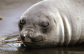 Juvenile southern elephant seal (Mirounga leonina), Kerguelen Island, sub-antarctic