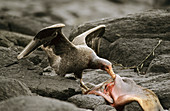 Giant petrel scavenging on dead elephant seal (Macronectes giganteus), Kerguelen Island, Sub-antartic