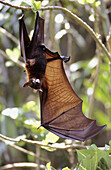 Red flying fox hanging upside down in tree with extended wing (Pteropus scapulatus), Komodo Island, Indonesia