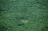 Traditional Koroway houses in the rainforest, Western Papuasia, Former Irian-Jaya, Indonesia