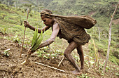 Yalis woman at field-work, Western Papuasia, Former Irian-Jaya, Indonesia