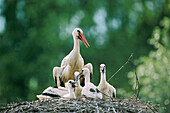 White stork chick and adult at nest (Ciconia ciconia). Alsace. France